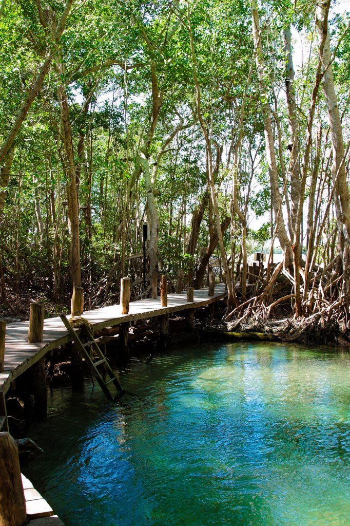 Conoce el manantial que se refugia en un bosque petrificado de Yucatán