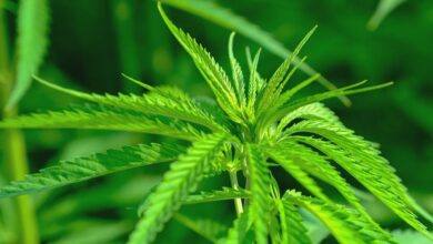 ¿Puede el Cannabis Ayudar a Tratar la Ansiedad? Esto Dice la Ciencia 3 ¿Puede el Cannabis Ayudar a Tratar la Ansiedad? Esto Dice la Ciencia